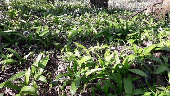 Odborníci varujú: Pri zbere medvedieho cesnaku buďte opatrní, je ľahké si ho pomýliť