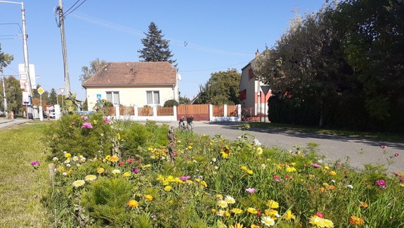 FOTO Kvetinové lúky zdobia Raču aj v októbri