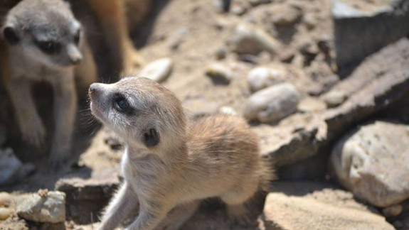 FOTO: Pozrite si najnovšie prírastky v ZOO