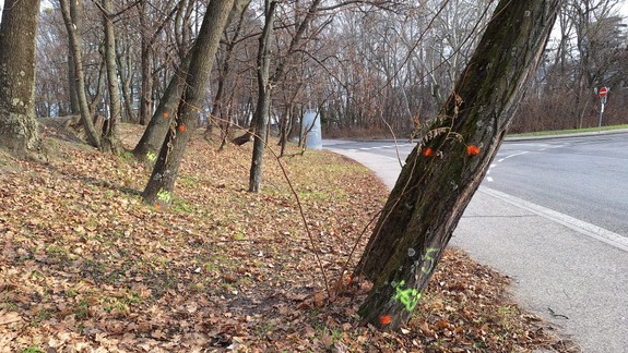 Veľký výrub: V Sade Janka Kráľa už označili množstvo stromov, chystá sa ich odstránenie