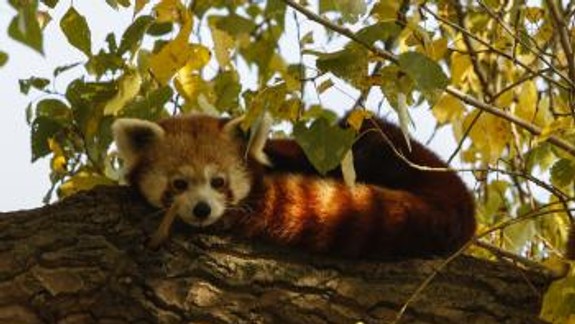 V ZOO Bratislava pokrstili mláďatá pandy červenej