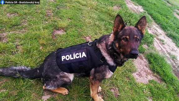 Nezvestného a dezorientovaného starčeka zo Štefanovej vypátral policajný pes Taras