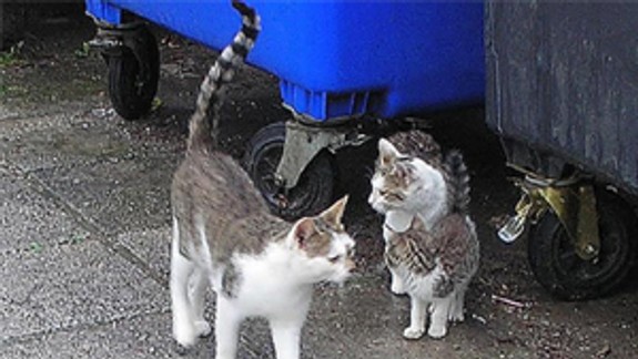 V hlavnom meste sa cez víkend opäť odchytávali a kastrovali mačky