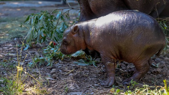 Dlho očakávaná udalosť: Bratislavská zoo sa teší z narodenia mláďaťa vzácneho hrošíka libérijského