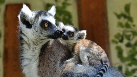 V ZOO uhynuli dve lemurie samičky