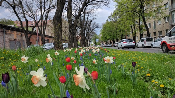 FOTO Neuveriteľné: Na Košickej vysadili kvetinový záhon, vzápätí ho rozkopali
