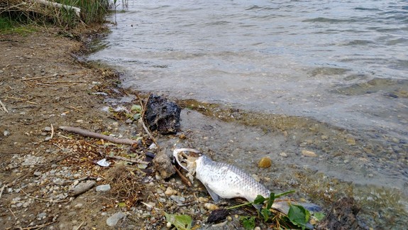 VIDEO Úhyn rýb v petržalskom Draždiaku môže byť vážnejší problém: Rybári podozrievajú veľkého predátora