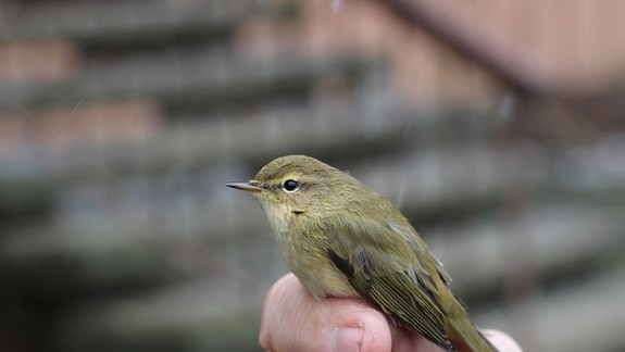 FOTO: Vtáky sa vracajú z teplých krajín, domáce druhy začínajú hniezdiť