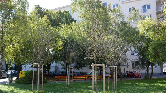 Novovysadené stromy v hlavnom meste vysychajú: Prečo je to tak?