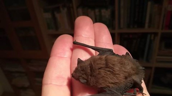 Čo robiť, ak nájdete v bytovke netopiera