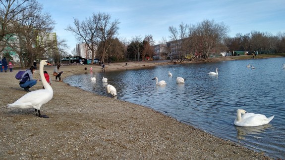 Nekŕmte labute, odkazuje ľuďom Petržalke