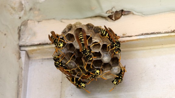 Zisťovali sme: Bodavý hmyz je v tomto období aktívnejší než obvykle