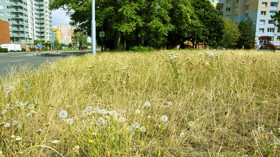 ANKETA: Lúčne plochy v meste - áno alebo nie? Do ktorej skupiny patríte vy?