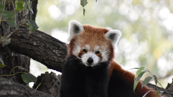 Prekvapte svojich blízkych: Zoo si pripravila darčeky