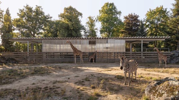 Zoo pripravuje nový výbeh pre žirafy, zebry a pštrosy. Zvieratá získajú osemkrát väčší priestor