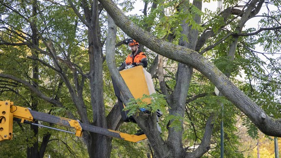 FOTO: Petržalka do marca vyrúbe 267 invazívnych drevín - chce chrániť zdravie svojich obyvateľov!