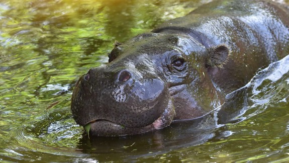 V zoo pripravili na leto bohatý program, môžete zažiť viac ako 250 komentovaných kŕmení