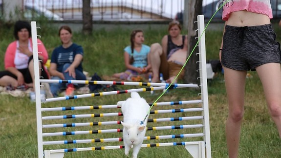 Počuli ste už o tejto súťaži? Na Kuchajde sa stretli králičí bojovníci