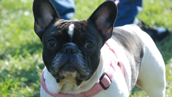 Dúbravčania budú v sobotu behať so svojimi štvornohými miláčikmi