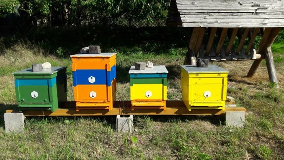 Nechcete med z produkcie bratislavských včiel? Ich chov sa už úspešne rozbieha