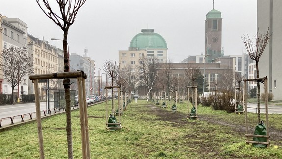 Vyrúbané stromy v parčíku pri Bernoláku nahradili nové. Aký je ďalší plán mesta?