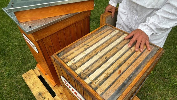 Na zelenej terase biznis centra našlo domov vyše 100-tisíc včiel