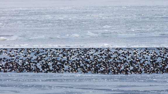 Starostka Čunova: Rekreačná oblasť v zdrži Hrušov nesmie služiť len vyvoleným