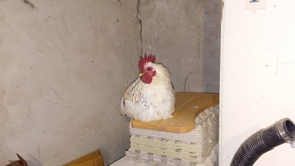 KURIOZITA: Neodbytného kohúta v Lamači prehadzoval cez plot na všetky strany, ale ten sa vždy vrátil!