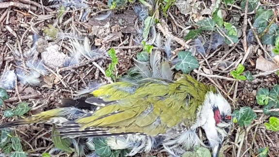 Umierajúce vtáky v Botanickej: Ochranári sú zhrození a žiadajú zrkadlá okamžite odstrániť!