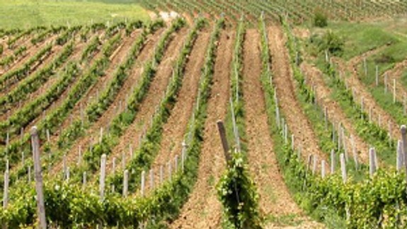 Podpísali memorandum k zachovaniu viníc v kraji