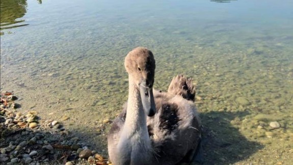 Ďalšia tragédia na Štrkoveckom jazere: Zostali už len dve labute!