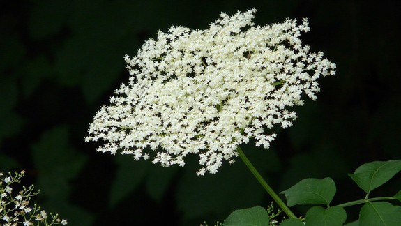 Radíme: RÚVZ: Baza pomáha znížiť teplotu a uvoľňovať dýchacie cesty
