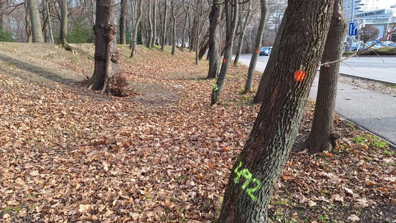 Všetky stromy napadnuté nebezpečnou hubou už odstránili