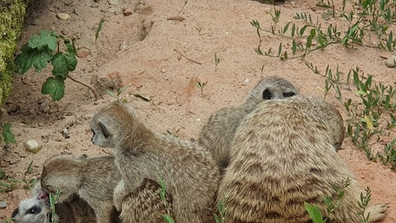 VIDEO Rozkošné: Takto šantia v ZOO maličké surikaty
