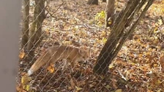 VIDEO: Zatúlaná líška vystrašila ľudí v Ružinove. Môže byť pre okolie nebezpečná?