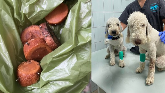 „Môjmu psovi vybrali zo žalúdka osem špendlíkov!“ hovorí nešťastná psičkárka z Petržalky.