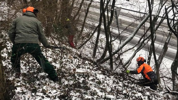 FOTO a VIDEO Veľký výrub v centre Bratislavy: Na Drotárskej ceste rúbali stromy, vlastníci okolitých bytoviek sú proti