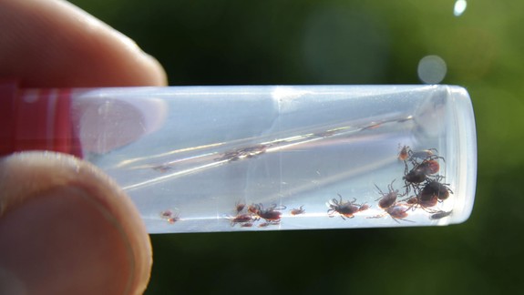 Odborníci radia: Kliešte sú známe ako prenášače rôznych ochorení, dôležitá je prevencia