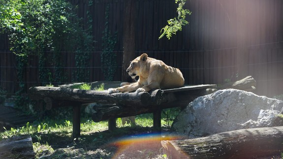 Smutné správy zo zoo: Ikonickú levicu Jawa museli utratiť, uhynul aj starý rys Drákula