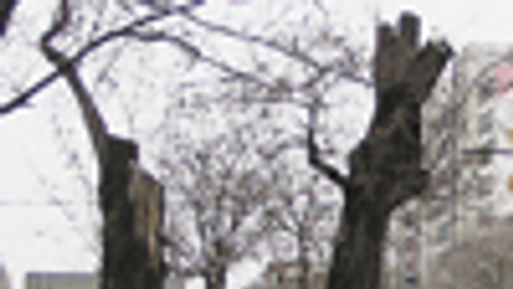 Obnovia prícestnú zeleň na Trnavskej ulici