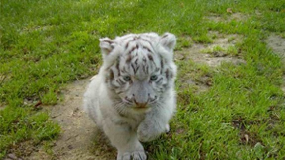 Tigrie mláďa v bratislavskej zoo dostalo meno Salim