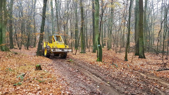 Zhrození starostovia: Štátne lesy porušili dohodu a na Devínskej Kobyle začali rúbať zdravé 100-ročné duby