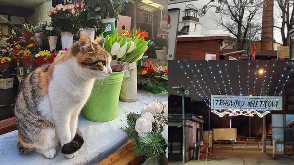 Poznáte Matildu? Jej domovom je už 7 rokov trhovisko na Miletičovej...