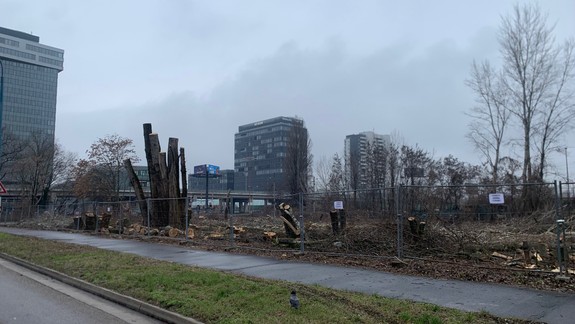 Neďaleko Černyševského pri železničnej trati vyrúbali zdravé stromy. Čo sa tam chystá?