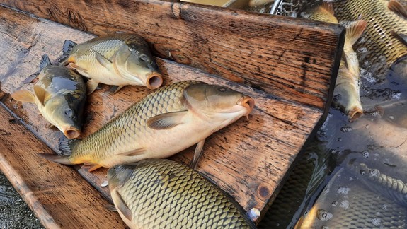 Radíme: Zaseknutú kosť v hrdle nie je vhodné vyťahovať, urobte niečo iné