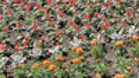 Výdavky na kvetinovú výzdobu znižujú