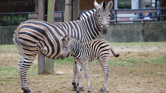 Nové výbehy pre zvieratá: Aké plány má bratislavská zoo na budúci rok?
