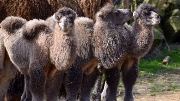 V ZOO Bratislava sa tento rok narodilo tretie ťavie mláďa