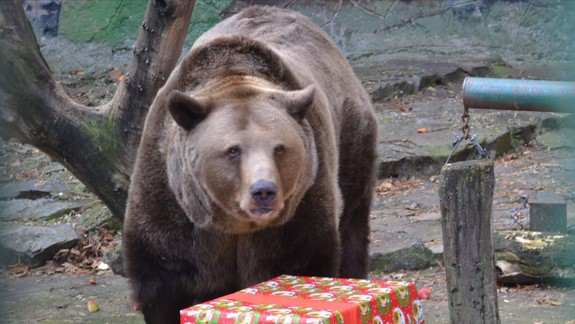 Ako trávia Vianoce zvieratá v ZOO?