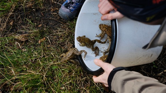 Cez víkend sa na Železnej presúvali žaby! Reč je o tisíckach obojživelníkov
